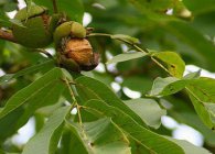 Walnut ültetés, gondozás, formálása, reprodukció