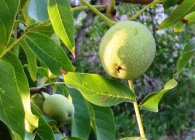 Walnut ültetés, gondozás, formálása, reprodukció