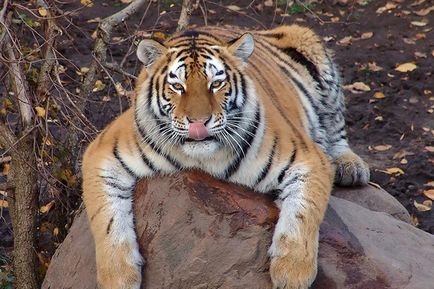 Érdekességek a tigrisek