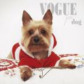 Magazin online pentru pisici și câini mici, vogue4dog