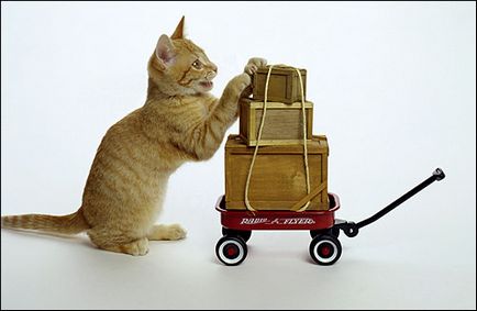 Історія домашньої кішки, особливості поведінки кішки ніж поведінка кішки відрізняється від поведінки