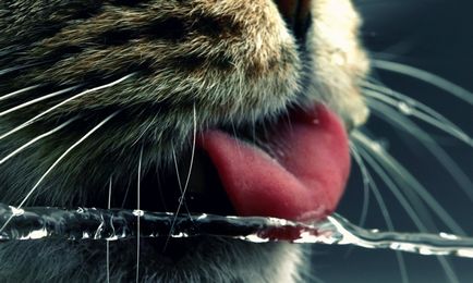 Як кішки використовують свої вуса, як це зроблено