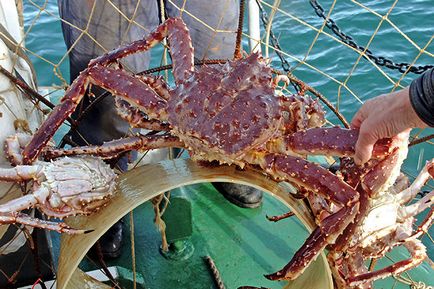 Cum de a prinde un crab pe litoral (invazia de crabi în apele de coastă ale Primorye amenință să-i facă catastrofă)