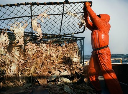 Cum de a prinde un crab pe litoral (invazia de crabi în apele de coastă ale Primorye amenință să-i facă catastrofă)