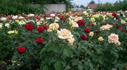 Cum de a cultiva trandafiri pentru iarnă în opinia experților Siberia