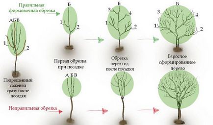 Milyen a növény egy almafa tavasszal lépésről lépésre finomság