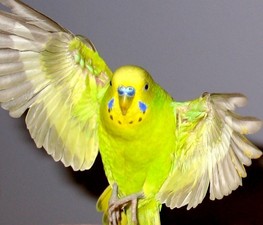Cum să comunici corect cu papagalii ondulați în viața de zi cu zi