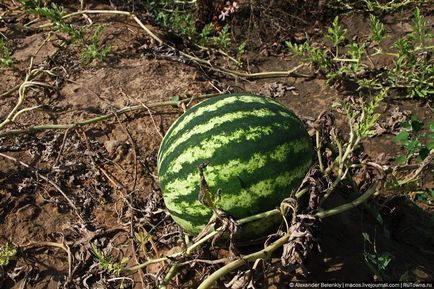 Cum să crească pepenele verde să se pregătească pentru vară, știri de fotografie