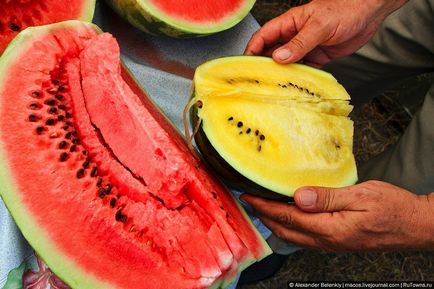Hogyan növekszik a görögdinnye készül repülni, fotó hírek (emelkedő) Hogyan növekszik a görögdinnye készül repülni Photo News