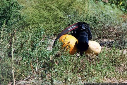 Cum să crească pepenele verde să se pregătească pentru vară, știri de fotografie