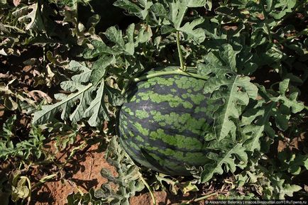 Cum să crească pepenele verde să se pregătească pentru vară, știri de fotografie