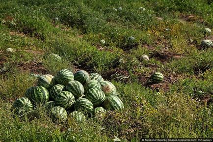 Cum să crească pepenele verde să se pregătească pentru vară, știri de fotografie