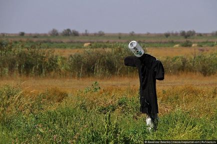 Cum să crească pepenele verde să se pregătească pentru vară, știri de fotografie