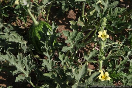 Cum să crească pepenele verde să se pregătească pentru vară, știri de fotografie