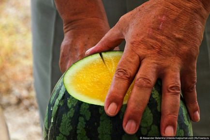 Cum să crească pepenele verde să se pregătească pentru vară, știri de fotografie