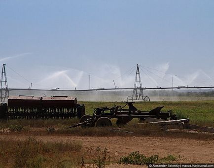 Як ростуть кавуни готуємося літа, фото новини