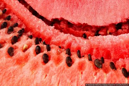 Hogyan növekszik a görögdinnye készül repülni, fotó hírek (emelkedő) Hogyan növekszik a görögdinnye készül repülni Photo News