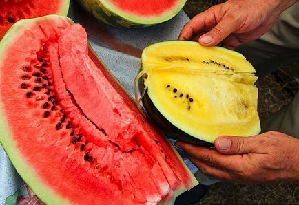 Hogyan növekszik a görögdinnye készül repülni, fotó hírek (emelkedő) Hogyan növekszik a görögdinnye készül repülni Photo News