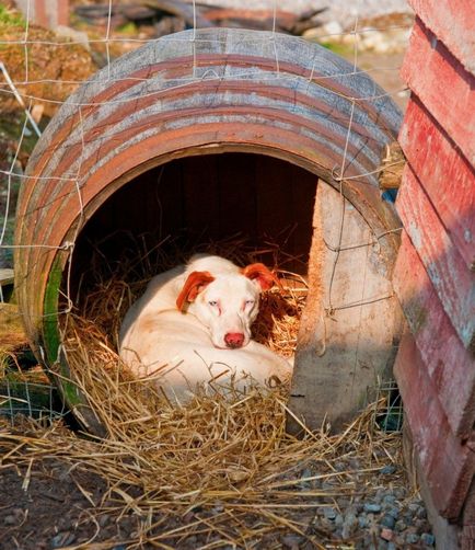 Cum să faci un câine de la un butoi, câini de balabaki