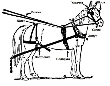 Як утримувати коня в домашніх умовах правильно