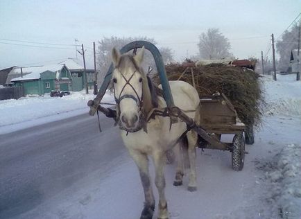 Cum să ții un cal acasă în mod corespunzător