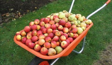 Cum să păstreze merele pentru iarnă, astfel încât să rămână proaspete pentru o lungă perioadă de timp