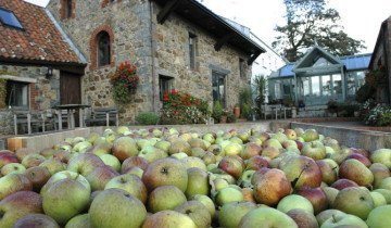 Як зберегти яблука на зиму, щоб вони довго залишалися свіжими