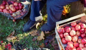Cum să păstreze merele pentru iarnă, astfel încât să rămână proaspete pentru o lungă perioadă de timp