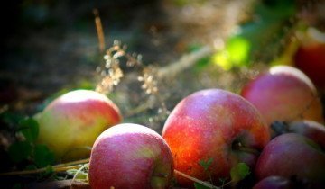 Як зберегти яблука на зиму, щоб вони довго залишалися свіжими