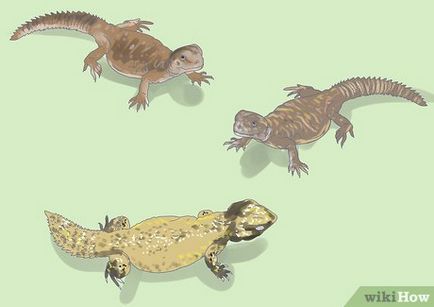 Hogyan törődik Agrionemys () Hogyan törődik Agrionemys