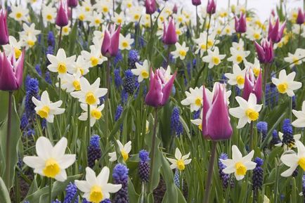 Hogyan juthat a tulipán és nárcisz a kertben