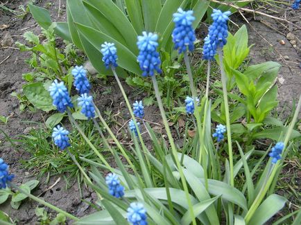 Hogyan juthat a tulipán és nárcisz a kertben