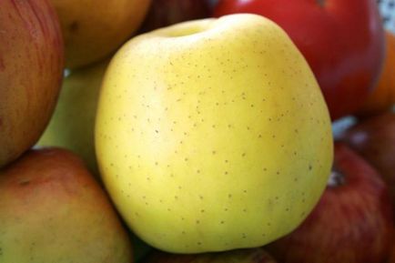 Як виглядає яблуня голден делішес опис дерева і плодів