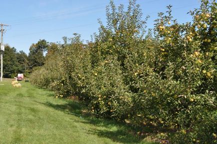 Hogyan működik az almafa Golden Delicious gyümölcsök és leírás