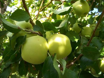 Як виглядає яблуня голден делішес опис дерева і плодів