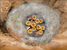 Chicks verebek, mell néz ki, hogy hol élnek Bullfinches