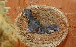 Chicks verebek, mell néz ki, hogy hol élnek Bullfinches