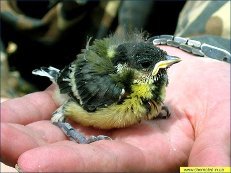 Як виглядають пташенята виробів, синиць, снігурів де вони живуть