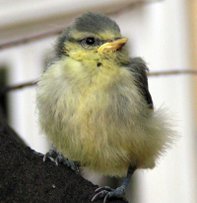 Як виглядають пташенята виробів, синиць, снігурів де вони живуть