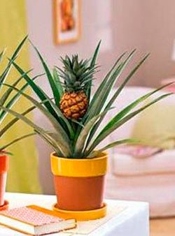 Як виростити ананас в домашніх умовах