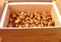Як зберігати картоплю