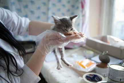 Calendarul pisicilor abandonate ca fiind cele mai bune echipe care ajută animalele