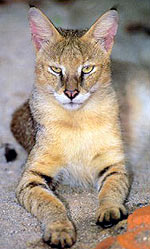 Jungle macska, mocsári macska (felis Chaus) fotó dzsungel macska, a bányászat, a baromfi, rágcsálók,