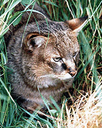 Jungle macska, mocsári macska (felis Chaus) fotó dzsungel macska, a bányászat, a baromfi, rágcsálók,