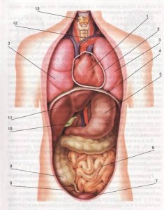 Carcinomatoza peritoneală - tratamentul cancerului în Israel, Centrul Cancerului Israelitic nr. 1