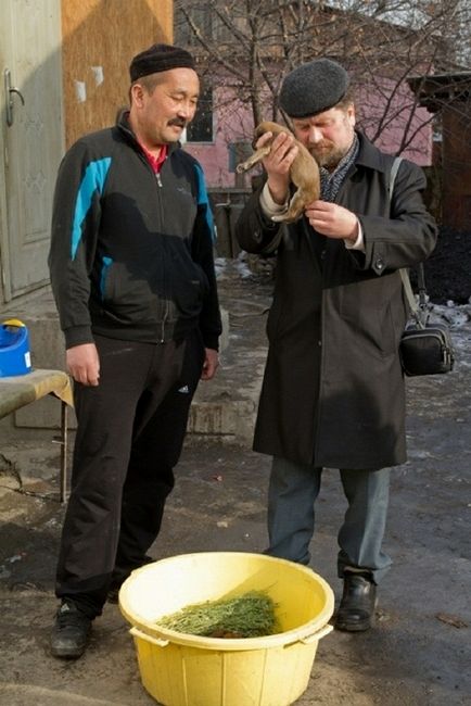 Казахська хорт, новини в фото