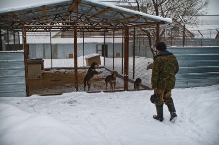 Казахська хорт, новини в фото