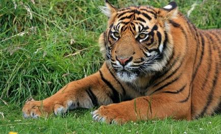De ce arată tigrul obișnuit sau alb, fierul sau îl hrănește