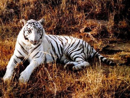 De ce arată tigrul obișnuit sau alb, fierul sau îl hrănește