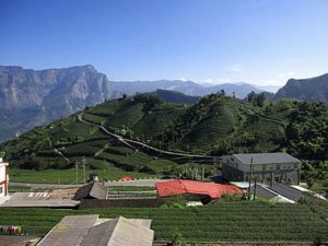 Chineză proprietăți ceai Oolong, cum să fierb, chai-na-chai